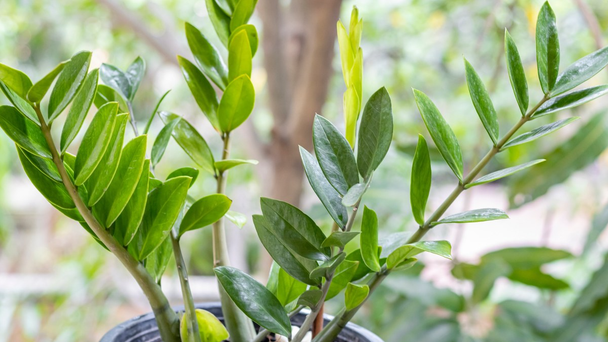 Чому заміокулькас не випускає нові пагони: повний гід із догляду