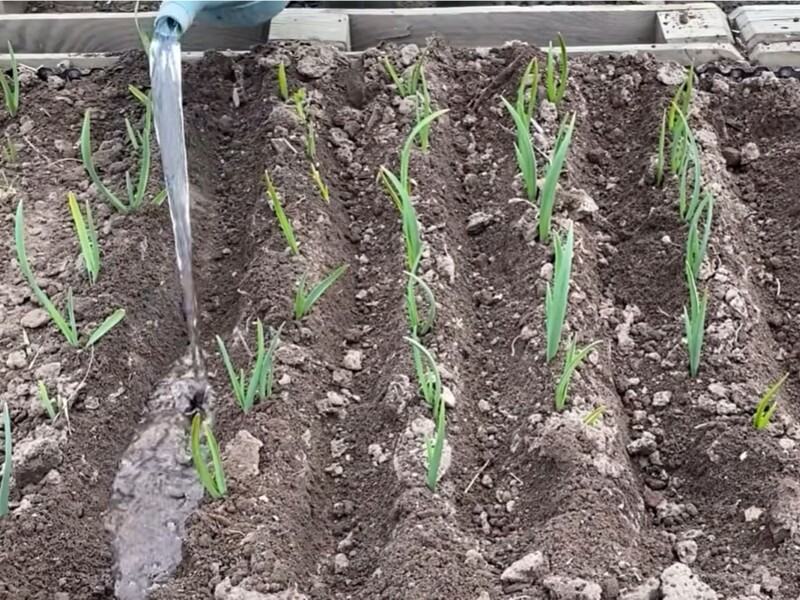 Просто зараз розчиніть це у воді – і часник одразу позеленіє й піде в ріст