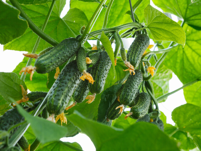 "Огірки виростуть рівними, соковитими й без гіркоти". Найкраще бюджетне добриво без хімії