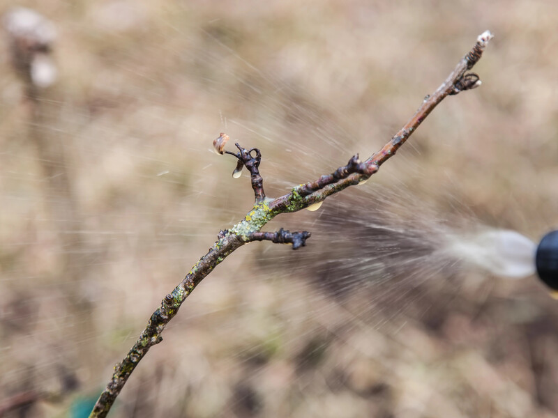 Секрет приготування бордоської суміші. Зробіть усе саме так – і обприскувач не заб'ється