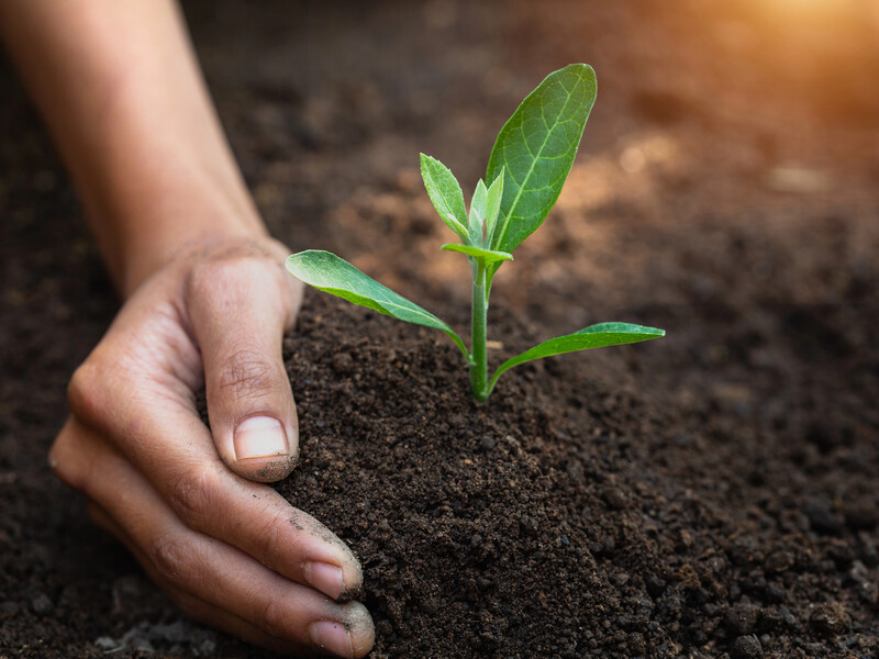 Кавова гуща на городі: користь і шкода