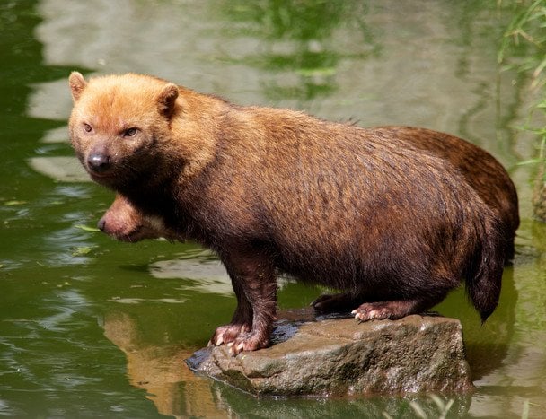 Схожий на видру і пахне оцтом: що відомо про невловимого хижака планети