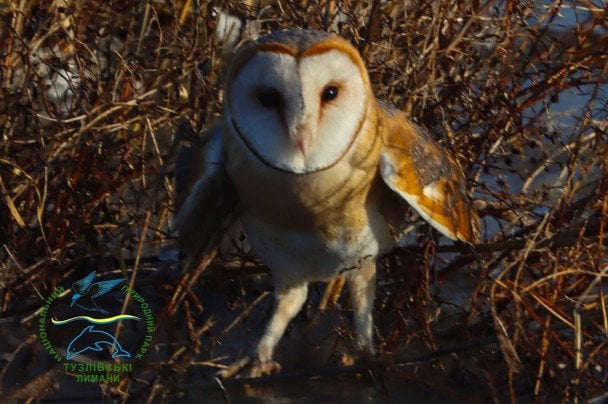 В Одеській області випустили у природу рідкісну червонокнижну сову (фото)