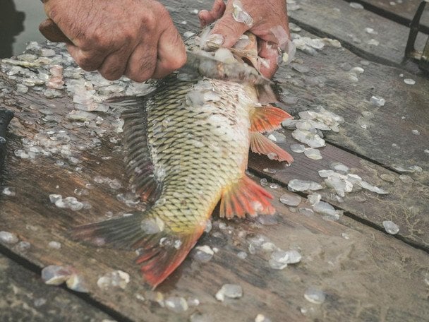 Один кухонний лайфгак — і свіжа риба більше не вислизатиме з рук під час оброблення