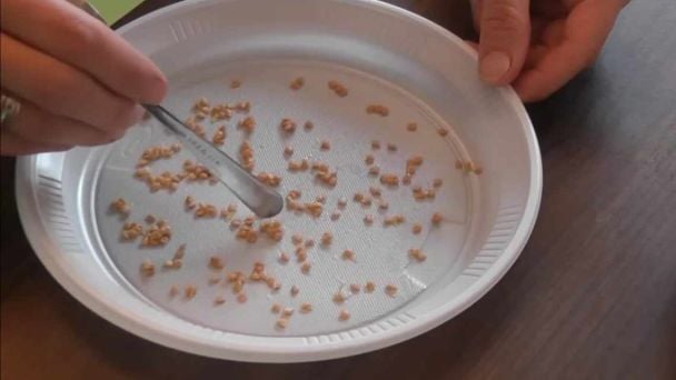 Насіння зійде майже все - просто замочіть його у цьому розчині