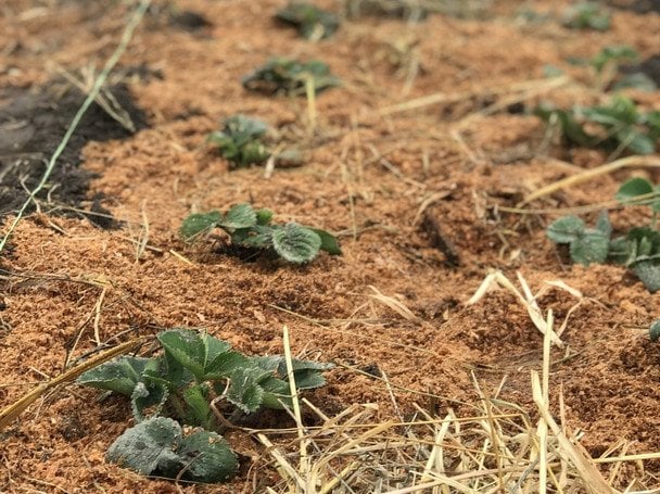 Догляд за полуницею навесні: обробка від шкідників, підживлення