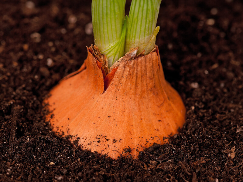 Розкидайте це по городу – і виросте соковита цибуля величезного розміру без будь-якої хімії Розкидайте це по городу – і виросте соковита цибуля величезного розміру без будь-якої хімії
