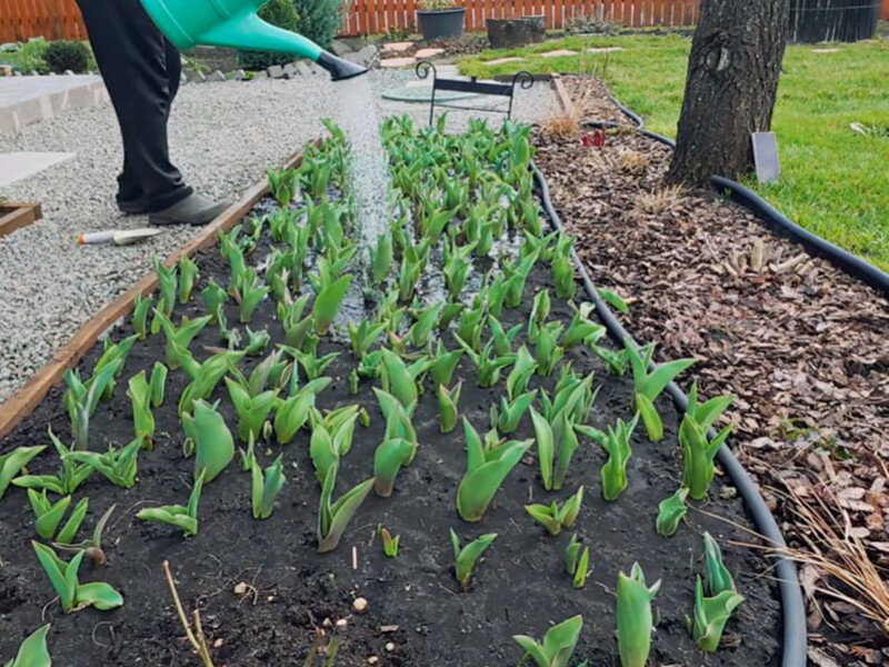 Усього одне підживлення в березні – і тюльпани довго тішитимуть яскравим цвітінням