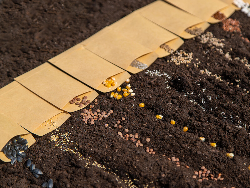 Посівний календар на квітень. Що садити вже зараз і коли чекати на врожай – поради досвідченого фермера