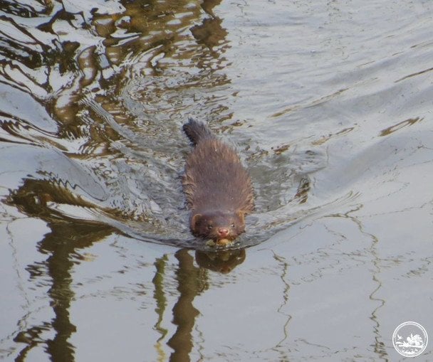 На Волині завелася американська норка: чим небезпечний хижак-“чужинець” (фото)