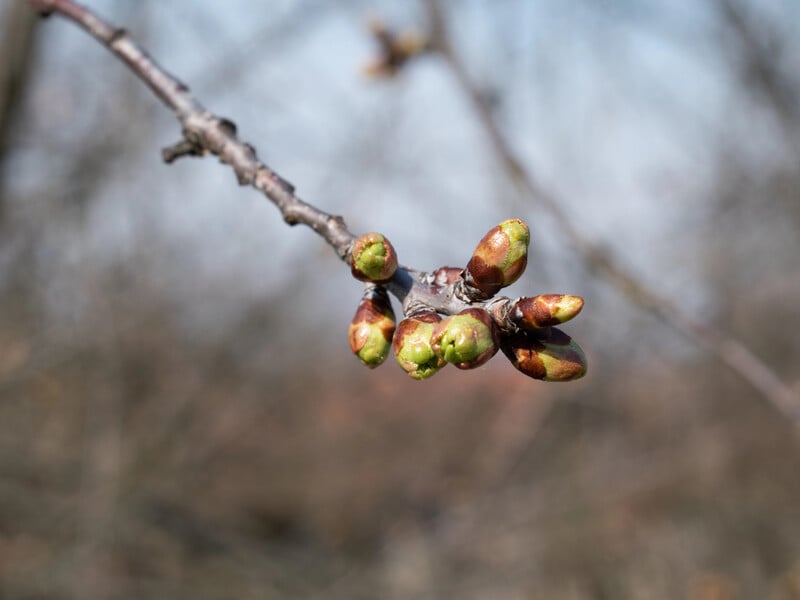 Якщо на вулиці вже +8 °C – розпочинайте оброблення саду. Назвали ефективну бакову суміш