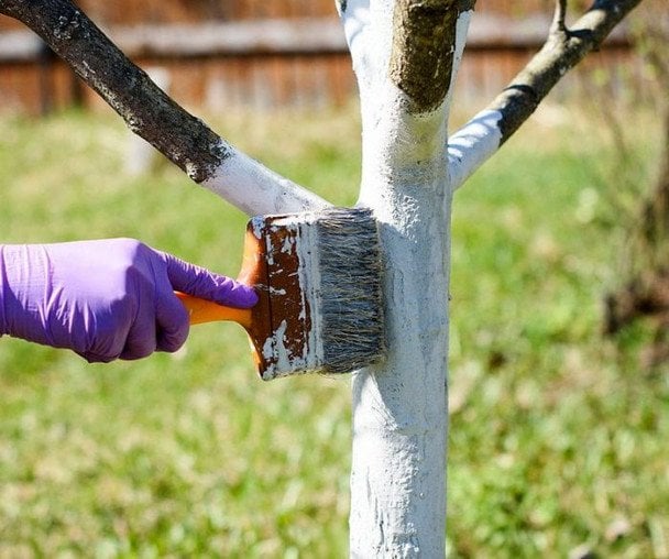 Чим побілити дерева навесні: 10 рецептів садових білил