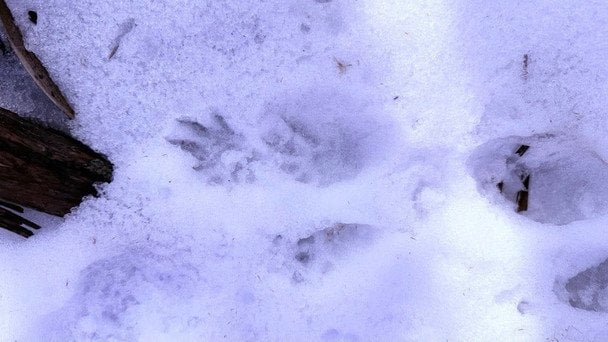 Сліди рідкісного хижака знайшли під час обстеження нацпарку на Одещині: хто це був