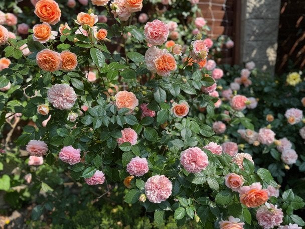 Коли і як обрізати троянди навесні: поради для рясного цвітіння