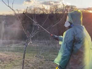 Садівники вже обробляють сад від шкідників, щоб устигнути до розпускання бруньок. Названо два препарати