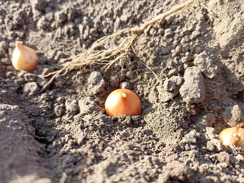 Навіщо досвідчені дачники "купають" цибулю перед саджанням у содовому настої