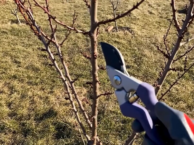 Після такого обрізування абрикос буде всипаний плодами. Просто усуньте конкурентів і вкоротіть лідера