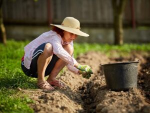 Названо строки саджання картоплі. Поради від українського експерта