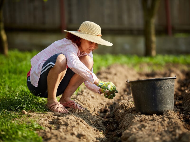 Названо строки саджання картоплі. Поради від українського експерта
