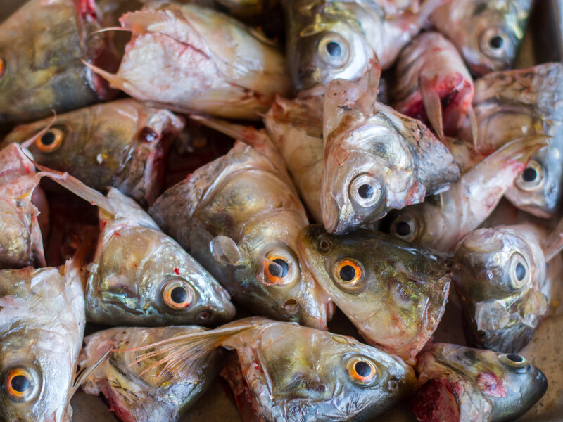 Рибні відходи допоможуть отримати максимальний урожай в новому сезоні. Чотири методи застосування