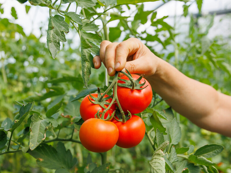 Зберете 6 кг із кожного куща. Назвали найурожайніший ранній сорт томатів