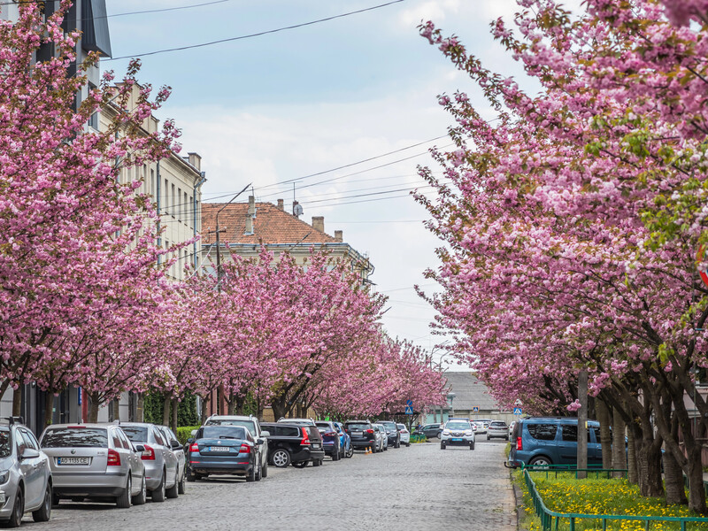 Коли в Мукачеві 2026 року зацвітуть сакури. Названо точні дати й найкращі локації