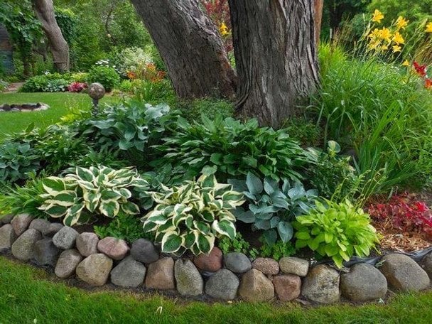 Які багаторічники посадити у тіні, вони будуть рости під деревами і біля будинку (фото)