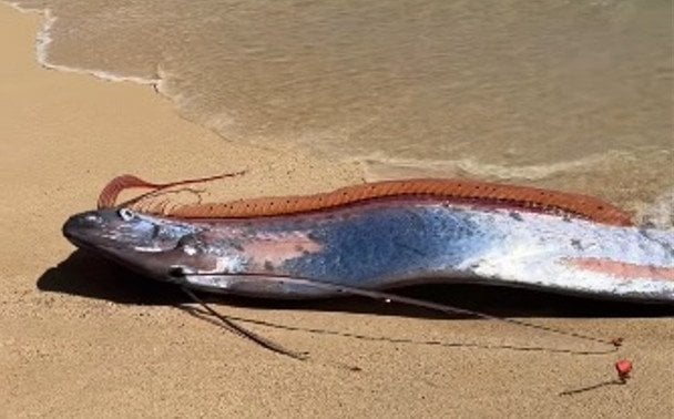 На берег викинуло одразу двох "риб Судного дня": що це значить