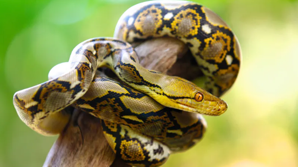 Молекула пітона може допомогти створити ліки від ожиріння — деталі Молекула пітона може допомогти створити ліки від ожиріння — деталі