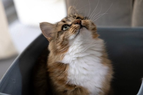 Куди краще поставити лоток для кота: шість правил, які рятують нерви вашого улюбленця