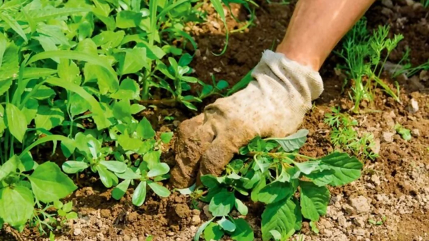 Бур’яни зникнуть за ніч: приготуйте цей розчин і ввечері полийте ділянку