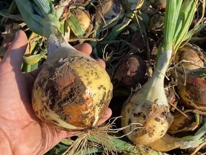 Встигніть посіяти до 20 березня. Досвідчений городник розповів, як виростити гігантську цибулю