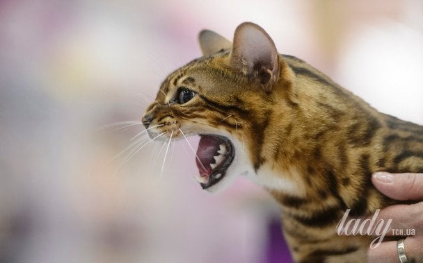 Ветеринар розкрив, які популярні породи котів він ніколи не завів би через їхній характер