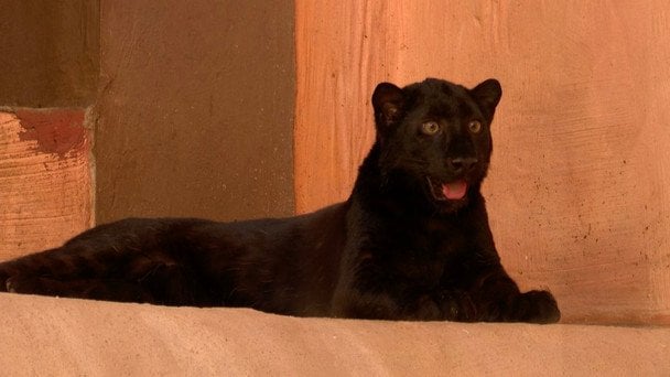 Одне на мільйон: на Київщині народилося рідкісне чорне леопарденя (фото) Одне на мільйон: на Київщині народилося рідкісне чорне леопарденя (фото)