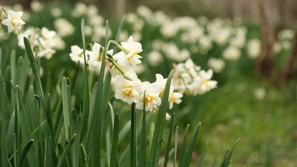 День ангела 28 березня: кого та як вітати з іменинами