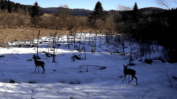 Вовк, рись, лисиця: несподівані "гості" завітали до прикордонників (фото, відео)