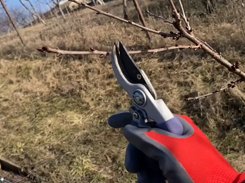 Досвідчені садівники використовують це просте правило під час обрізання – і збирають гори черешні