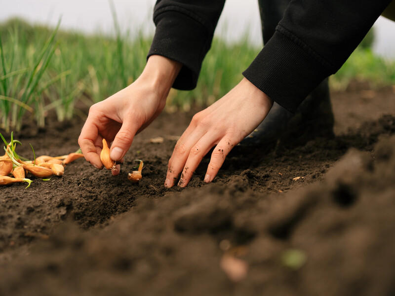 Коли найкраще сіяти цибулю 2026 року. Сприятливі дні для рекордного врожаю в березні і квітні Коли найкраще сіяти цибулю 2026 року. Сприятливі дні для рекордного врожаю в березні і квітні
