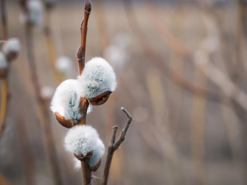 Таємниця Благовіщення. Чому його святкують строго 25 березня, і що сьогодні потрібно зробити обов'язково