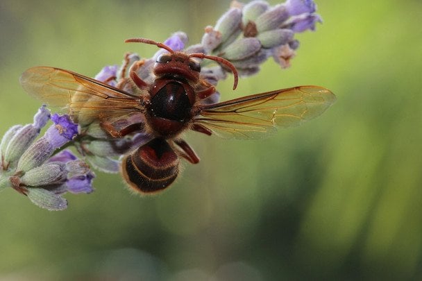 Сім садових рослин, які, немов магніт, притягують шершнів: садівники роблять цю помилку щороку
