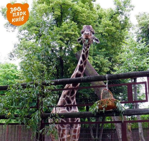 Зоопарк Києва залишився без жирафів: що сталося