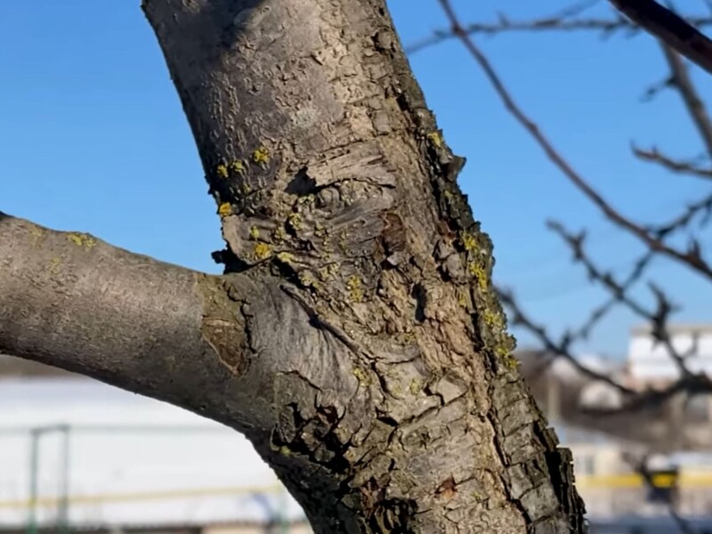 Дерева стануть чистими й здоровими. Цей простий засіб переможе мох і лишайники навесні