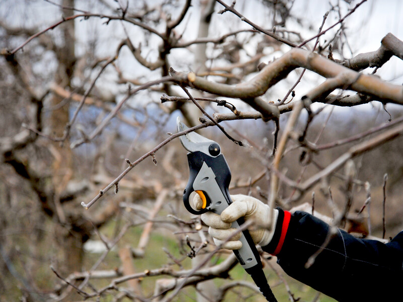 Видаліть ці гілки – і яблуня почне щедро плодоносити. Проста і зрозуміла схема обрізання