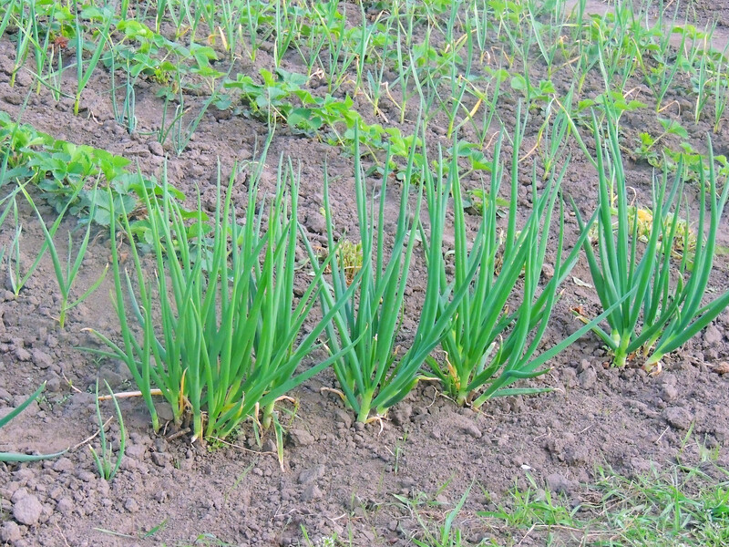 Цибуля не піде у стрілку, якщо дотримаєтеся цих правил