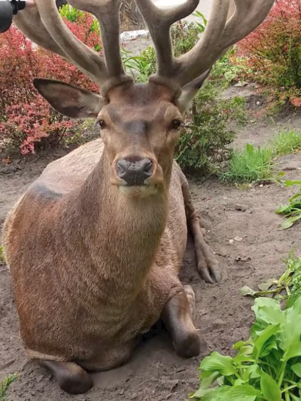 Збила відомого на всю Україну оленя Бориса і втекла: поліція знайшла водійку — деталі ДТП