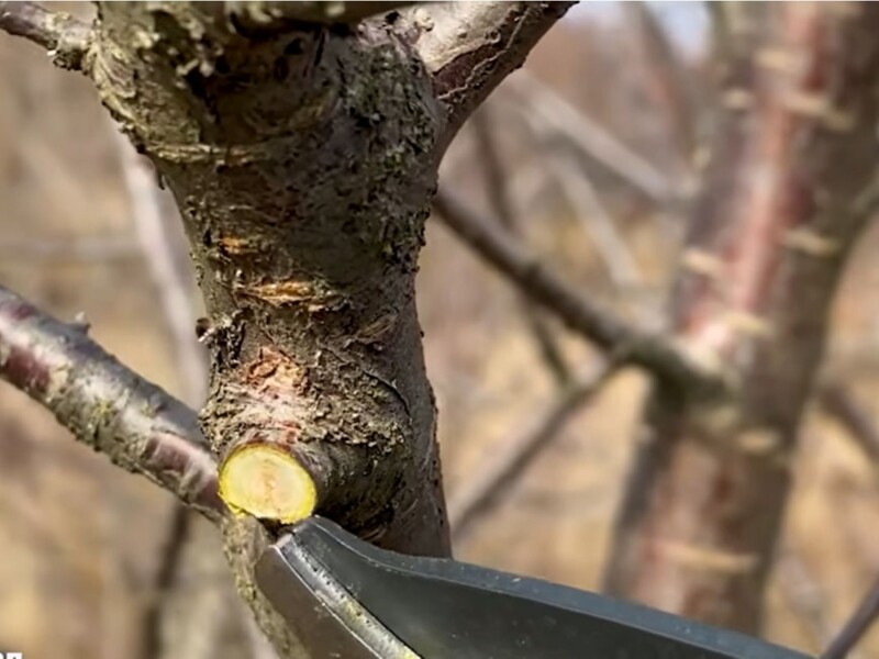 Обробіть цим зрізи на деревах – і вони швидко загояться