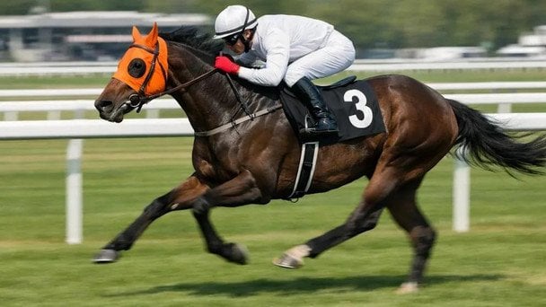 М'ясо скакового коня подали у їдальні під виглядом яловичини: деталі скандалу