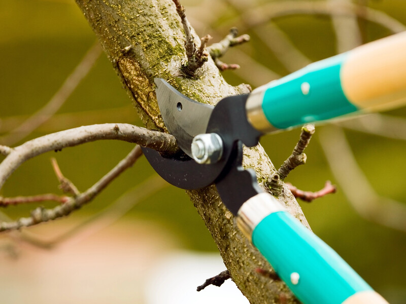 Слива жирує й не плодоносить? Зробіть це напровесні під час обрізання