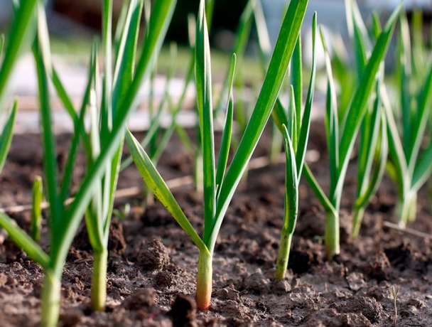 П’ять кроків до великого врожаю озимого часнику: що потрібно зробити у березні