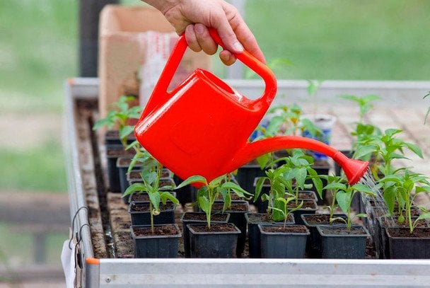 5 критичних помилок при поливі розсади: як не занапастити врожай